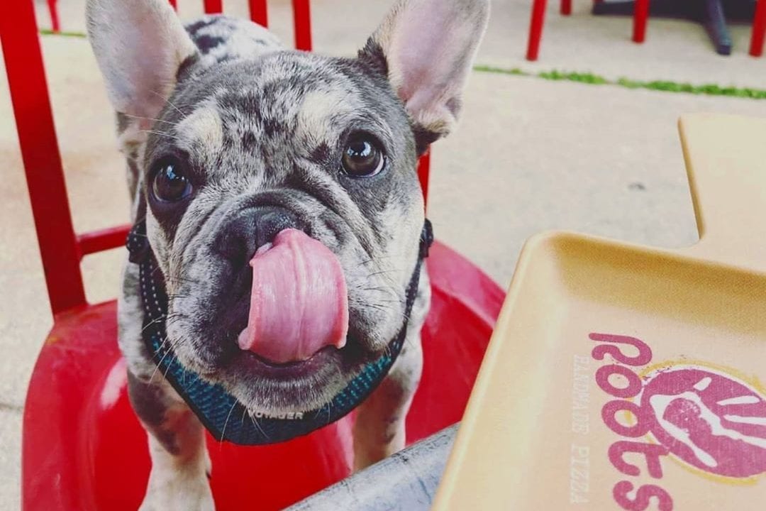 A picture of a french bulldog on the patio at Roots Pizza, licking his lips