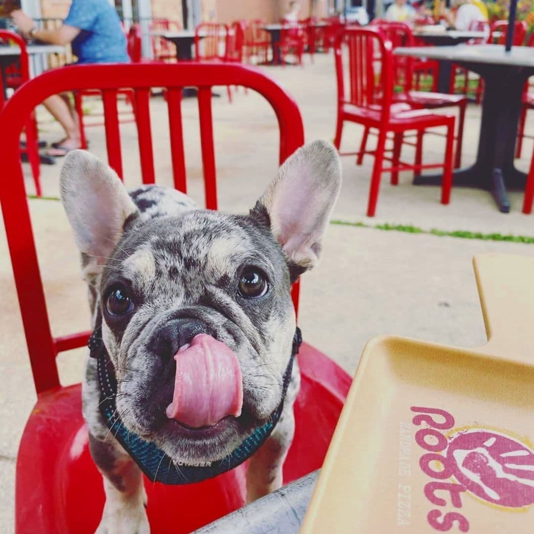 A french bulldog looking satisfied on Roots Pizza's dog friendly patio in Ravenswood
