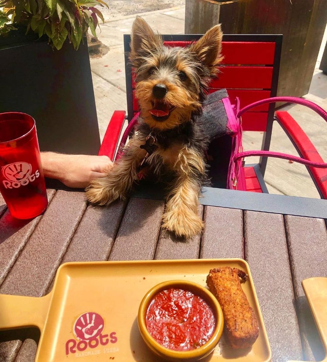 A dog enjoys some mozzarella sticks on Roots Pizza's dog friendly patio in Ravenswood