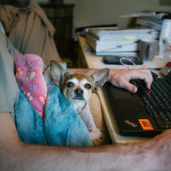 man and dog work from home