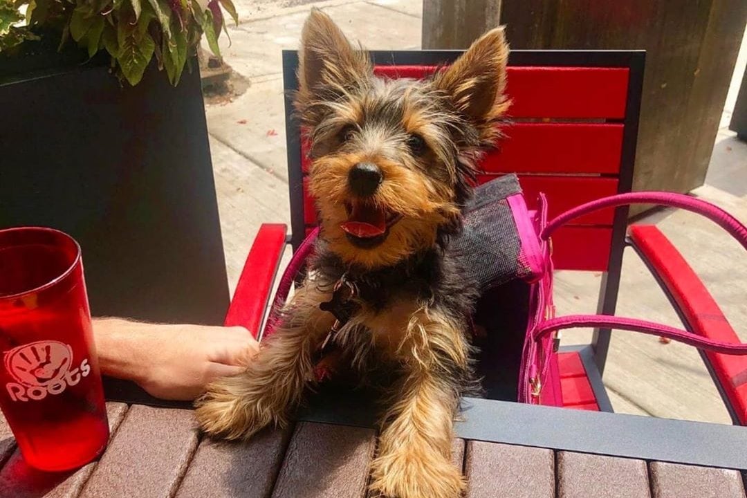 A dog enjoys some mozzarella sticks on Roots Pizza's dog friendly patio in Ravenswood