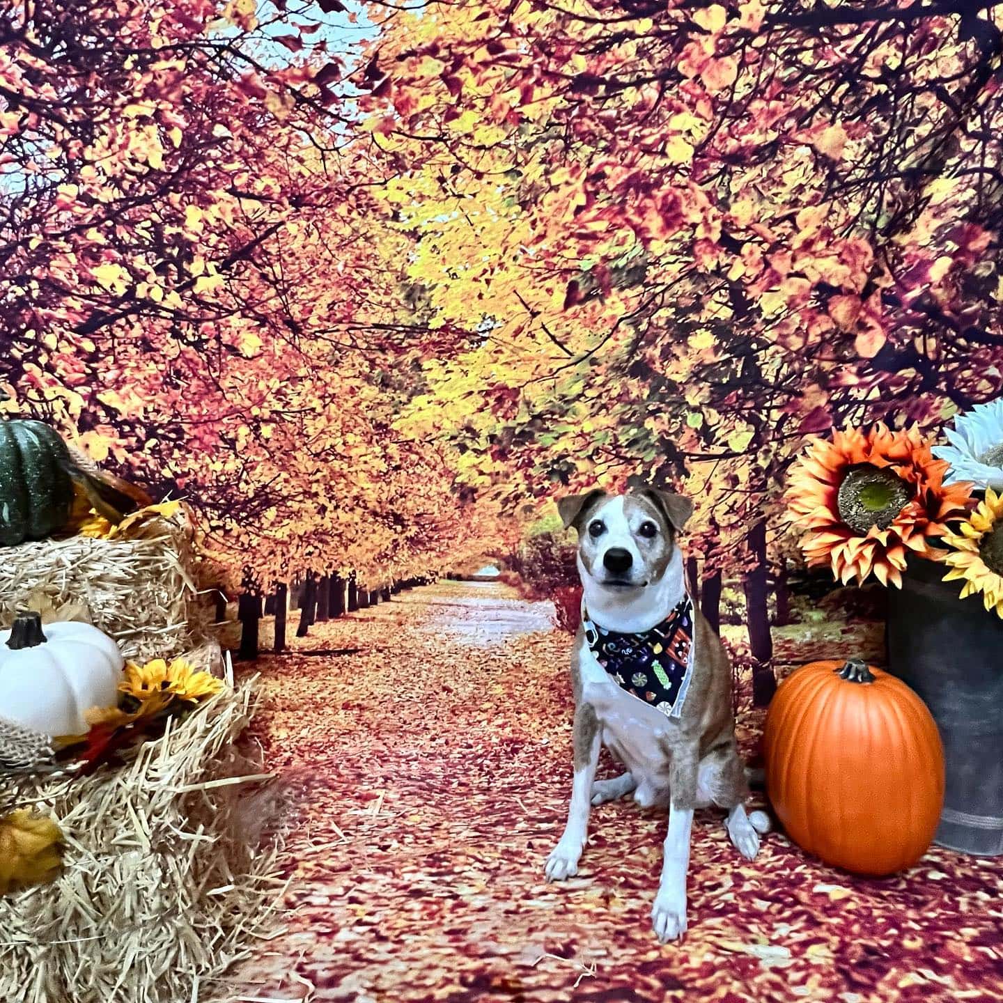 Fall photo backdrop at Bosly's Backyard in Ravenswood